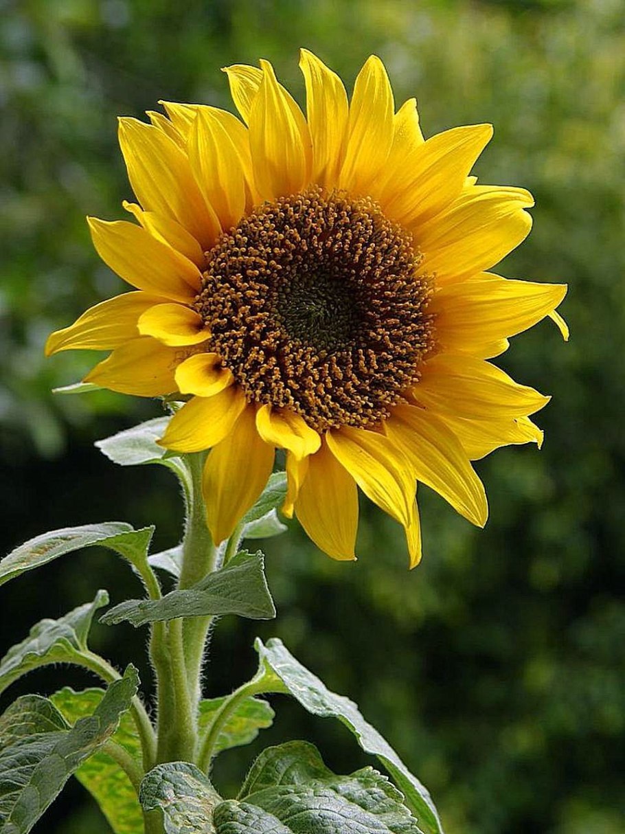 Подсолнечник обыкновенный - Helianthus annuus