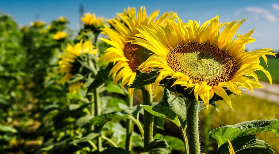 Helianthus annuus сорта
