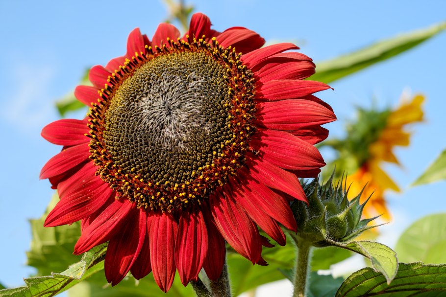 Подсолнечник (Helianthus)