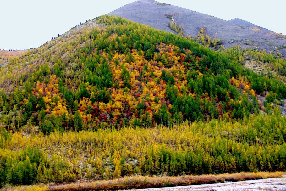 Кедр темнохвойная Тайга