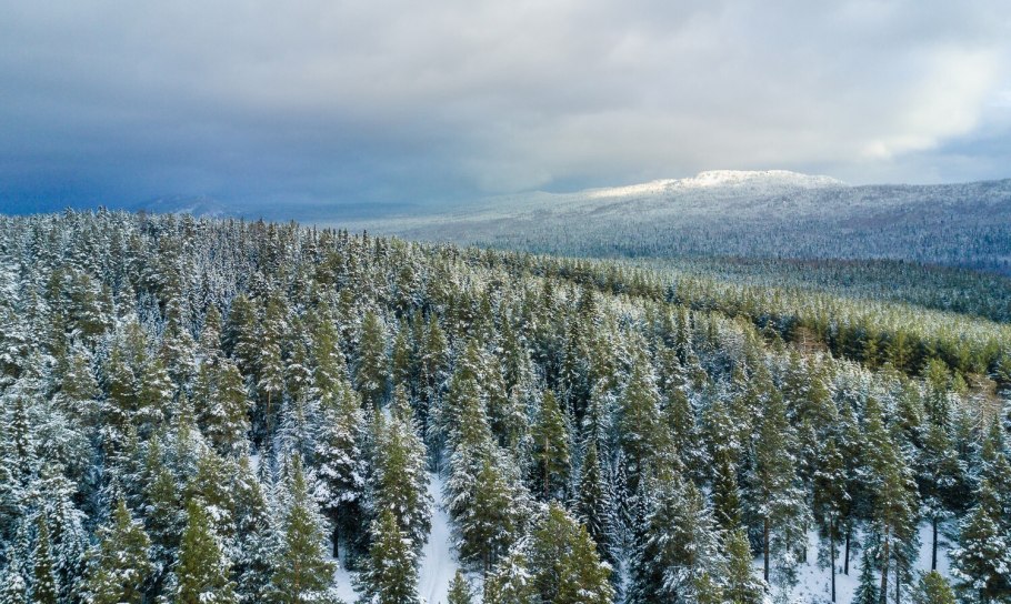 Двинско-Пинежский Лесной массив