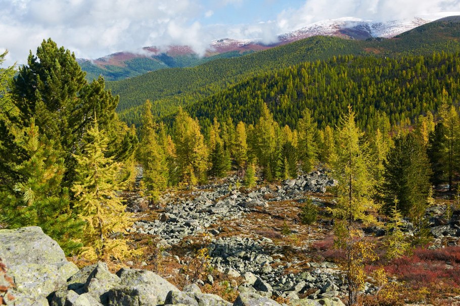 Магаданская лиственница