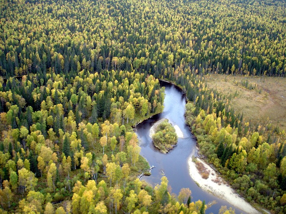 Тайга лес Усть-Илимск