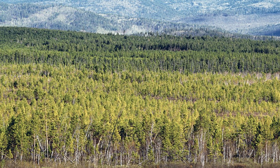 Тайга Южного Урала
