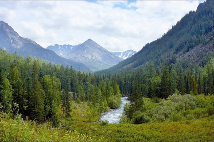 Тайга поредела