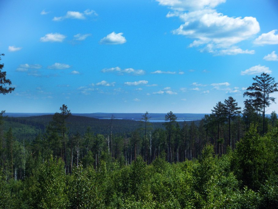 Восточно Сибирская Тайга