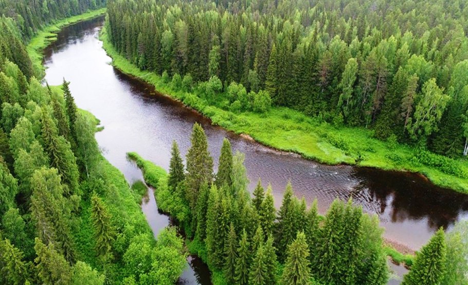 Сибирский лес Сибирская Тайга