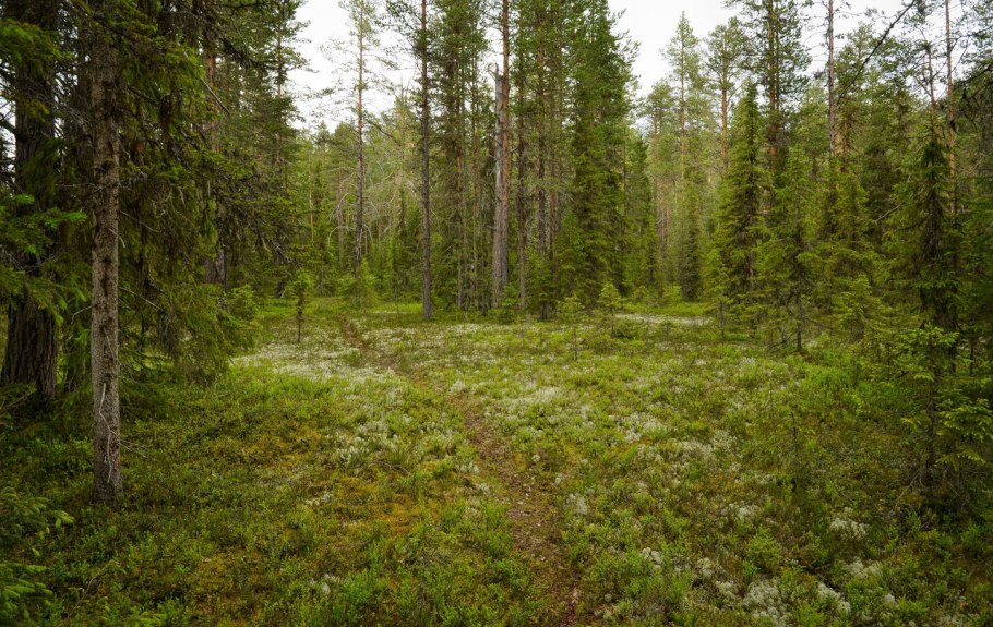 Подлесок тайги