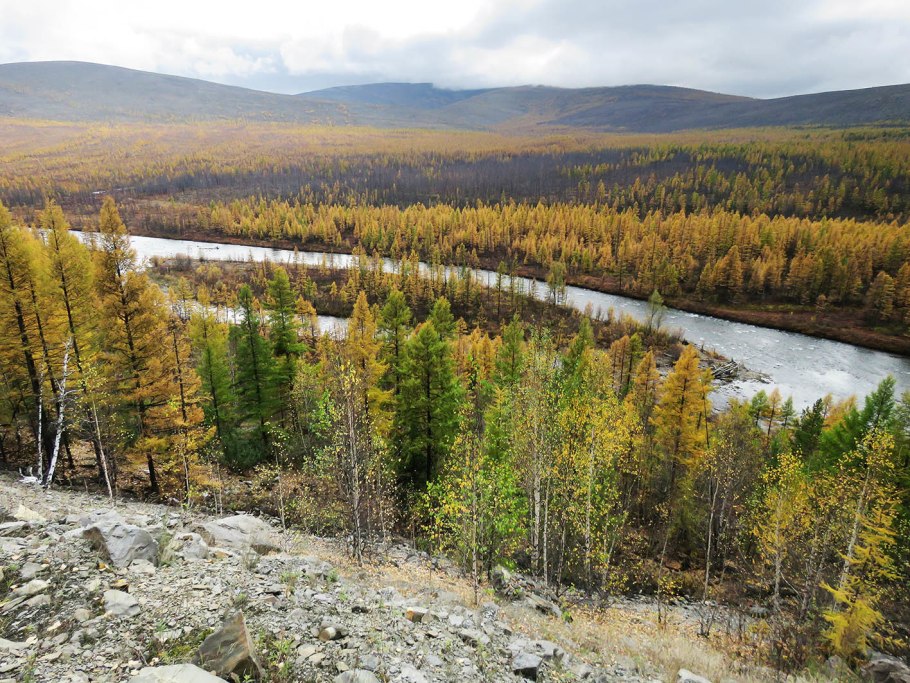 Зона тайги в Канаде
