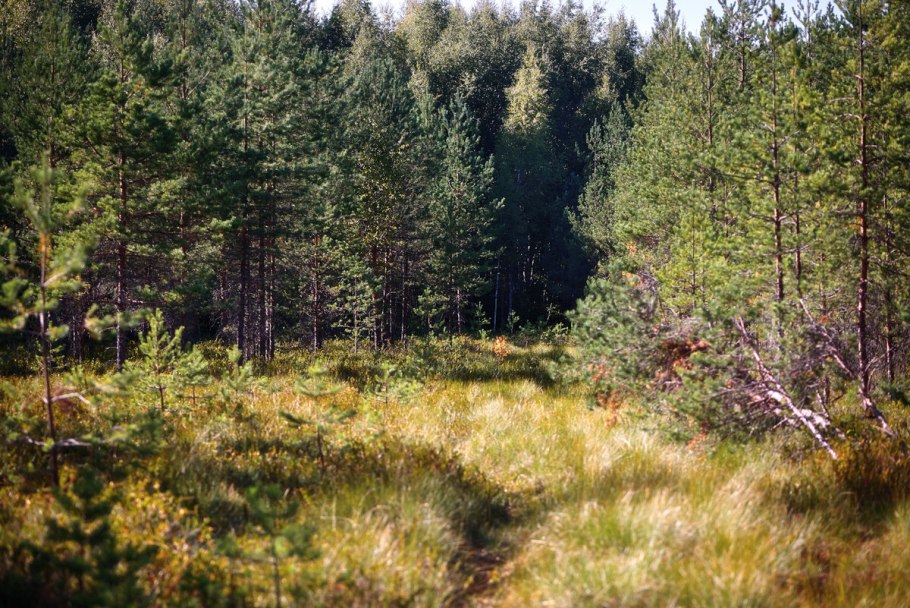 Тайга Сибири Красноярск