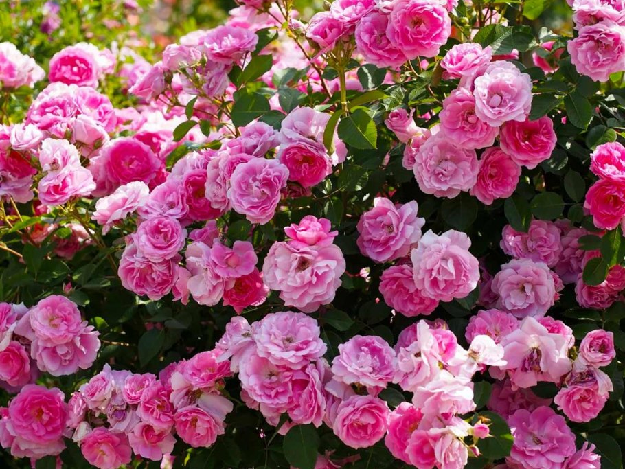 Morden Centennial роза