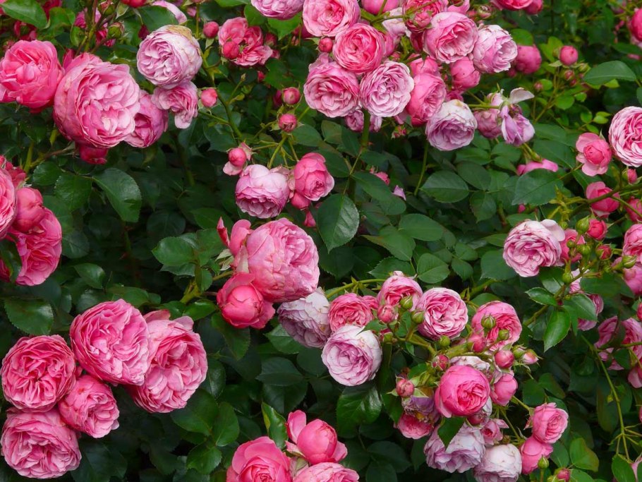 Кустарниковые розы