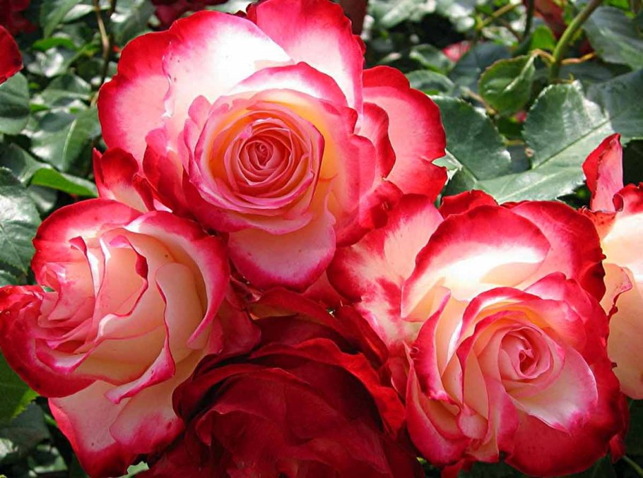 Роза чайно-гибридная Ностальжи