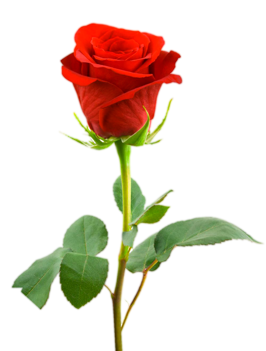 Розы на белом фоне