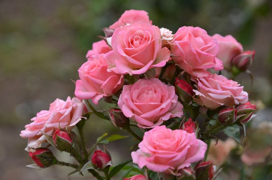 Роза сенлитсу