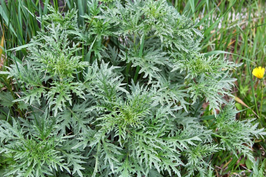 Крапива Сибирская