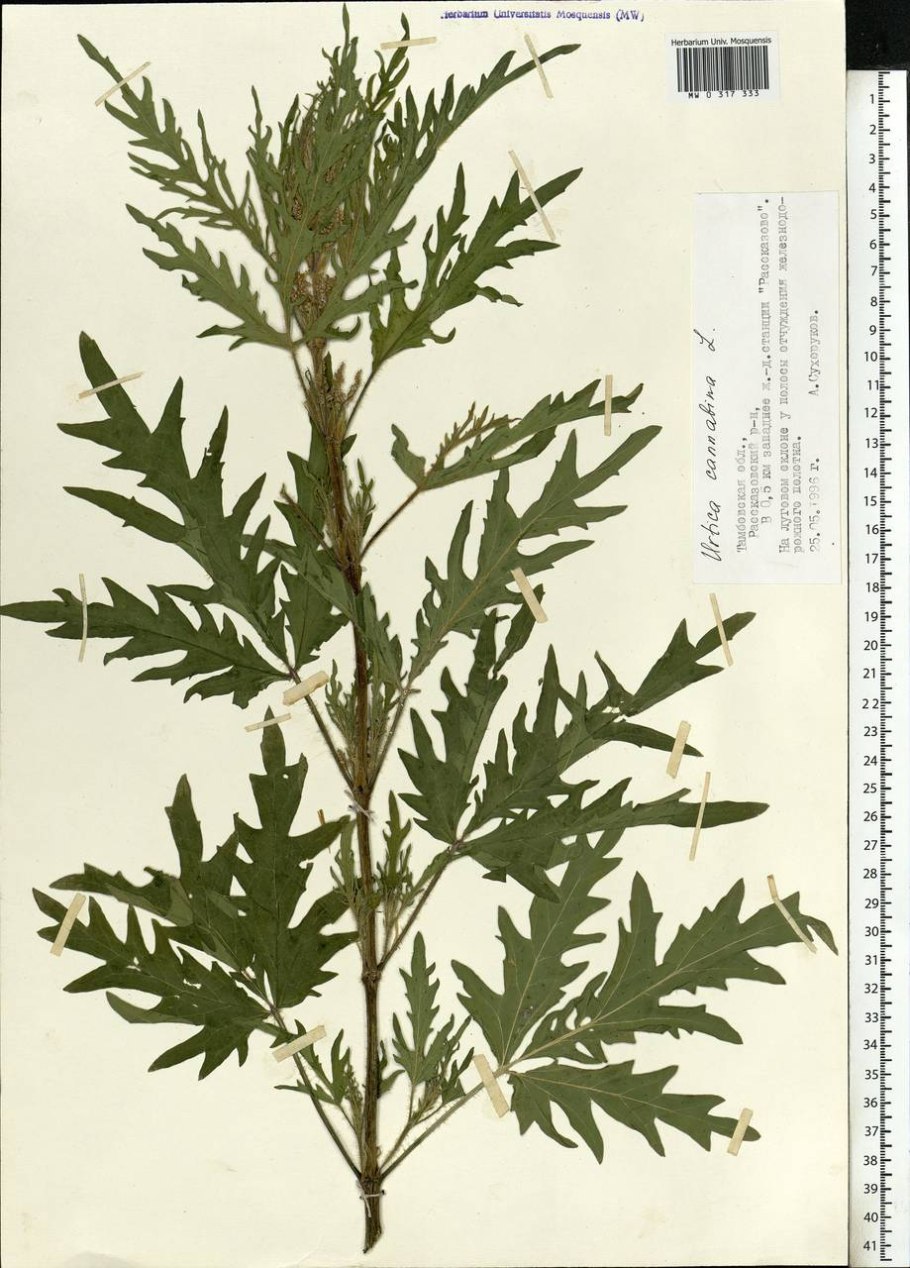 Urtica cannabina
