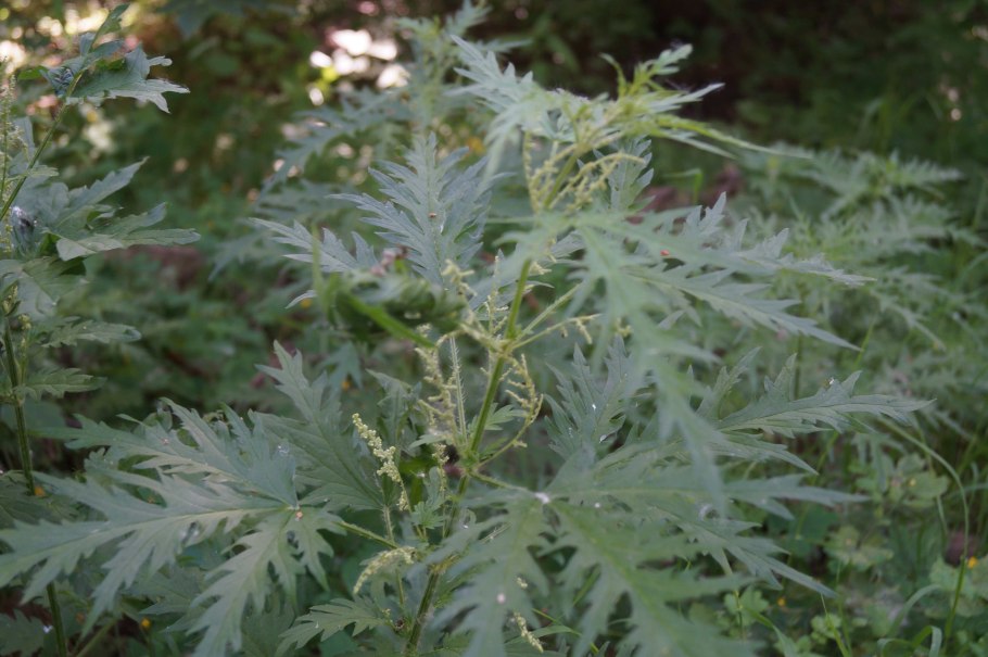 Крапива Сибирская коноплевая