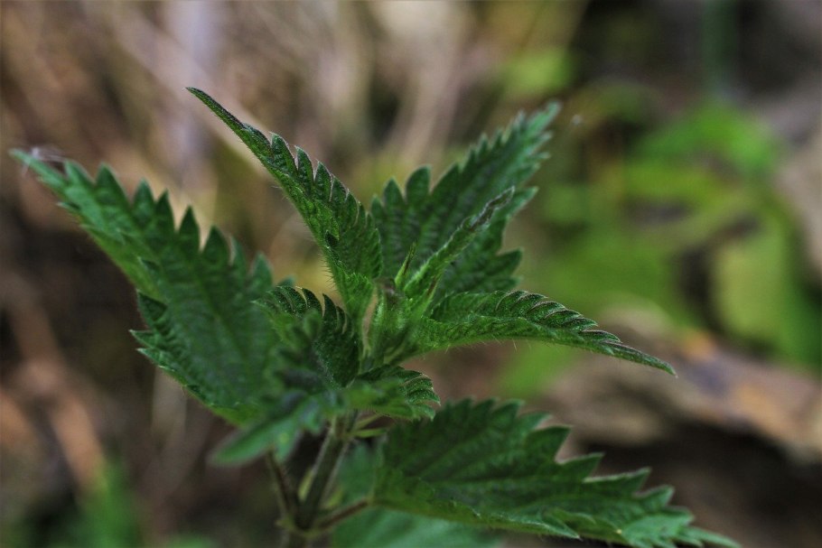 Крапива Сибирская