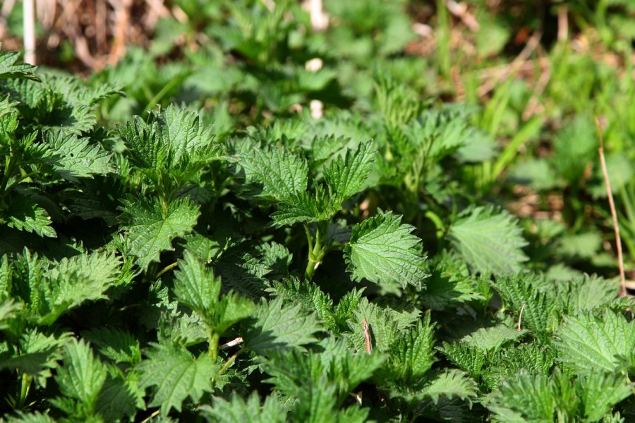 Исянгуловская крапива