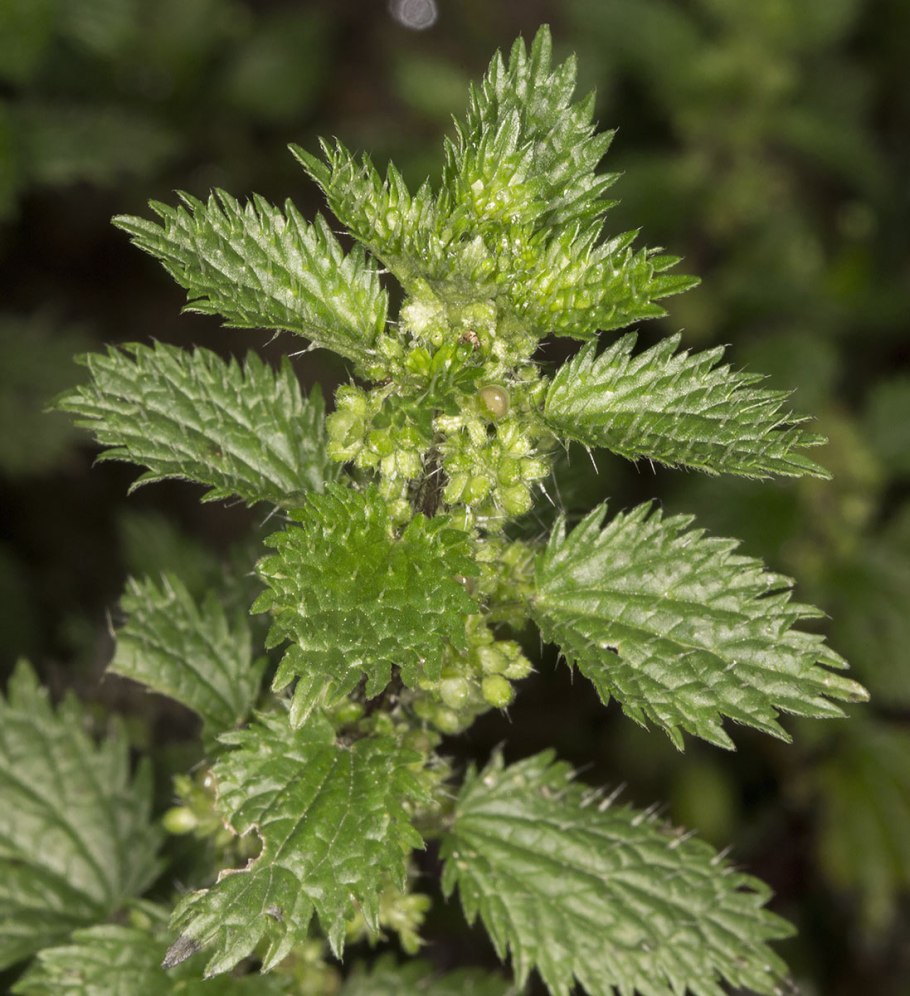 Крапива коноплевидная