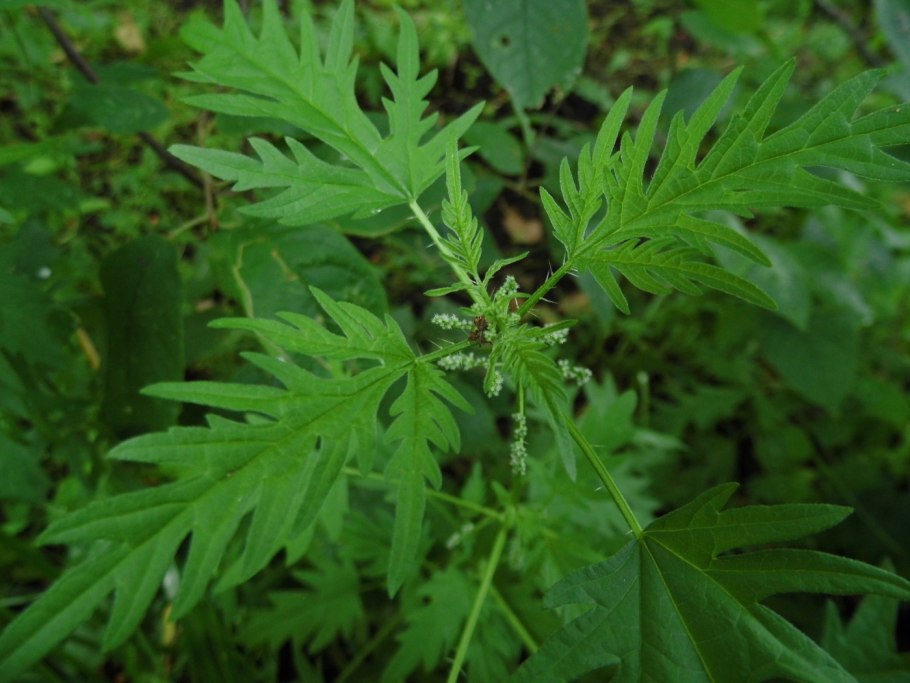 Urtica cannabina