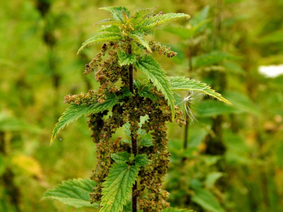 Крапива татарка