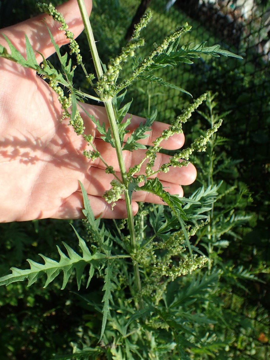 Крапива коноплевидная