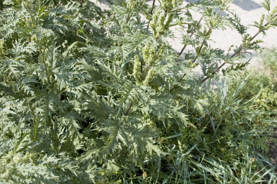 Urtica cannabina