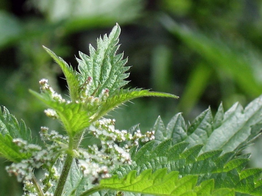 Крапива лебеда мята