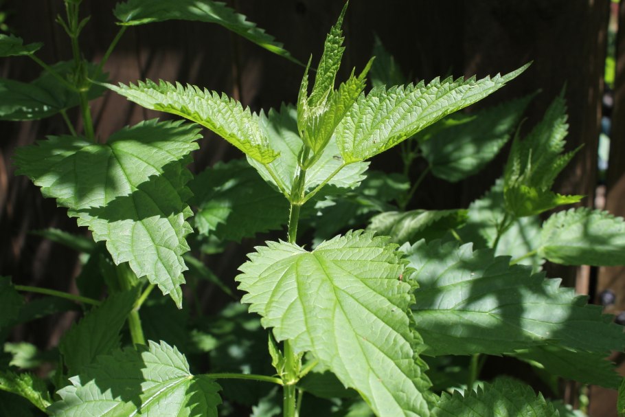 Крапива Тунберга