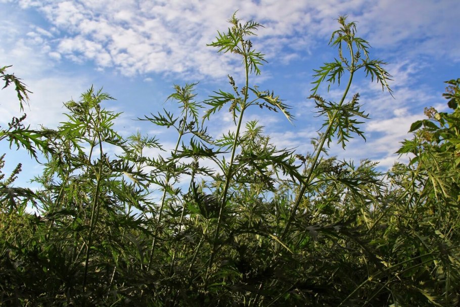 Крапива коноплевая (коноплевидная)