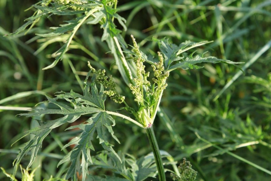 Крапива коноплевая (коноплевидная)