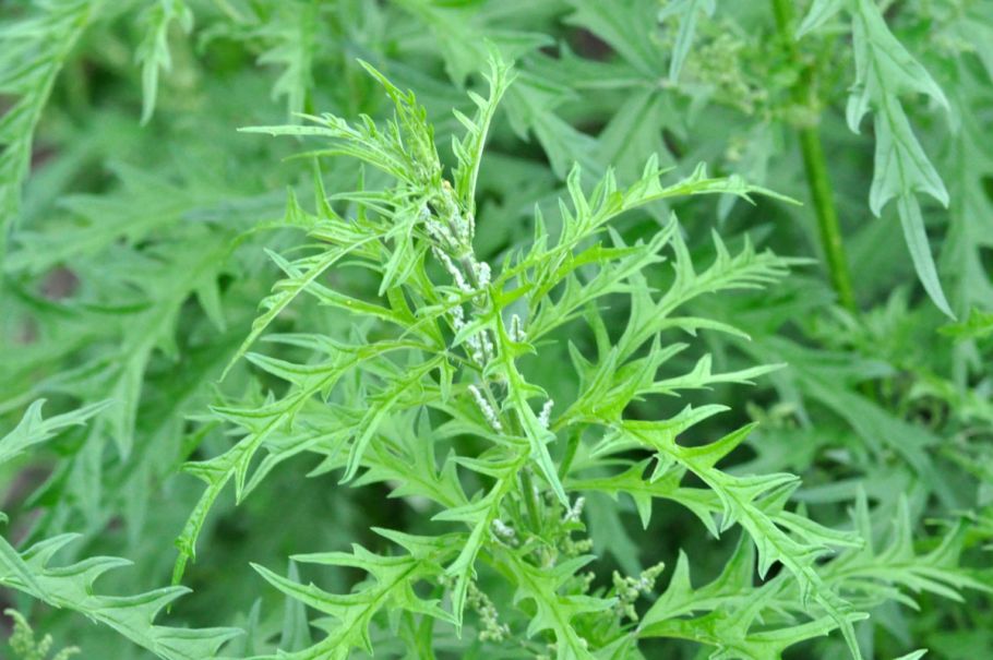 Urtica cannabina