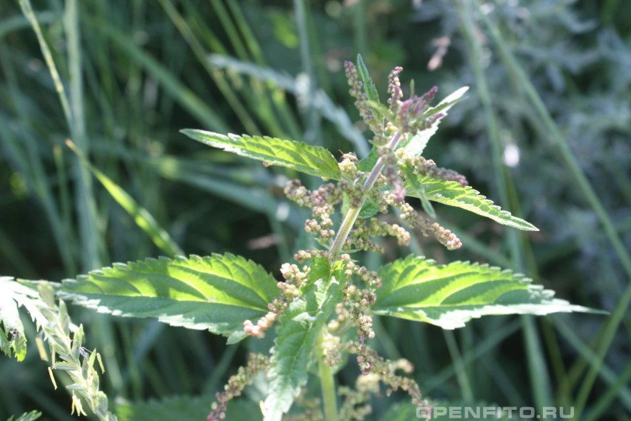 Крапива двудомная куст