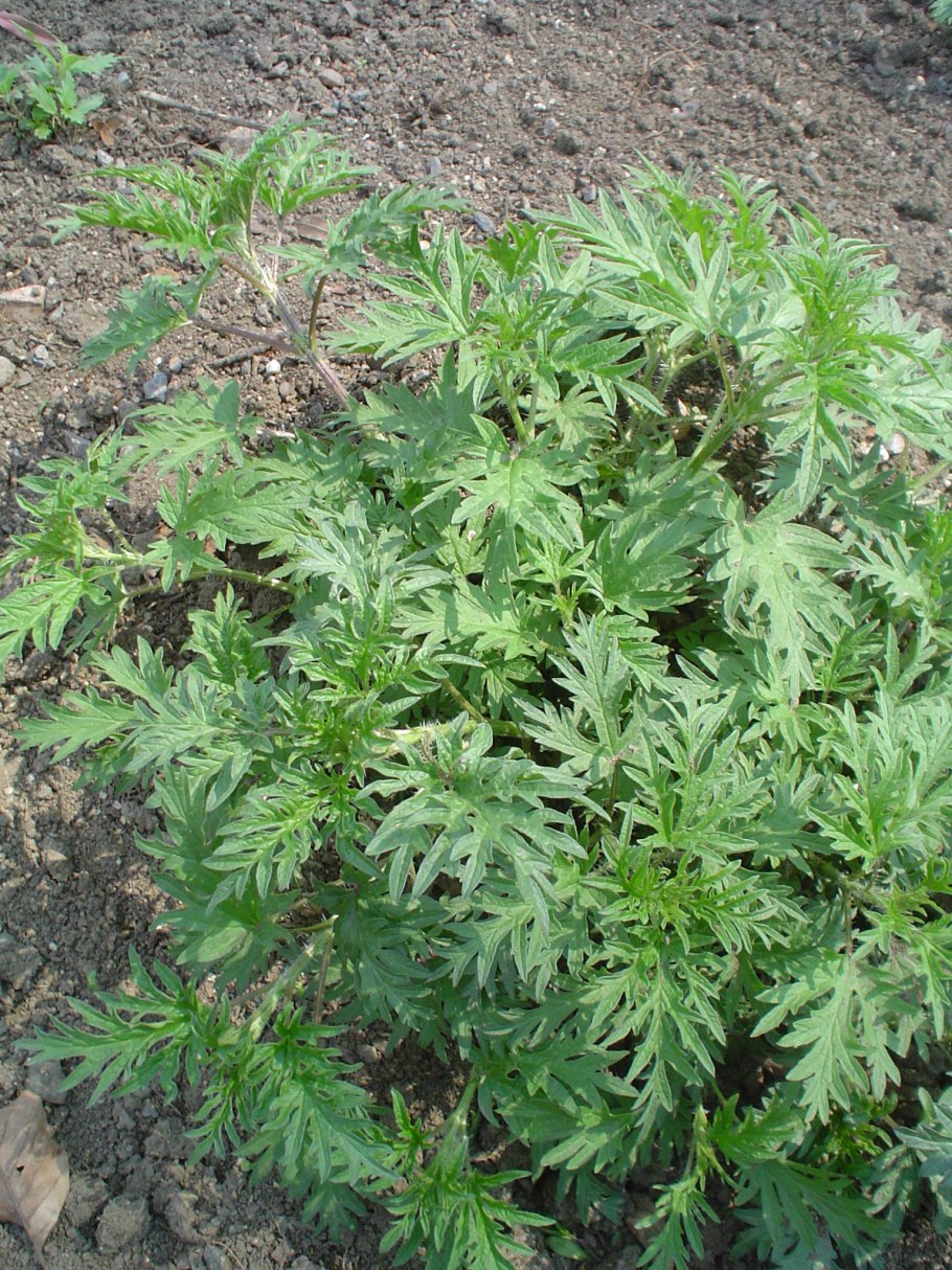 Крапива коноплелистная