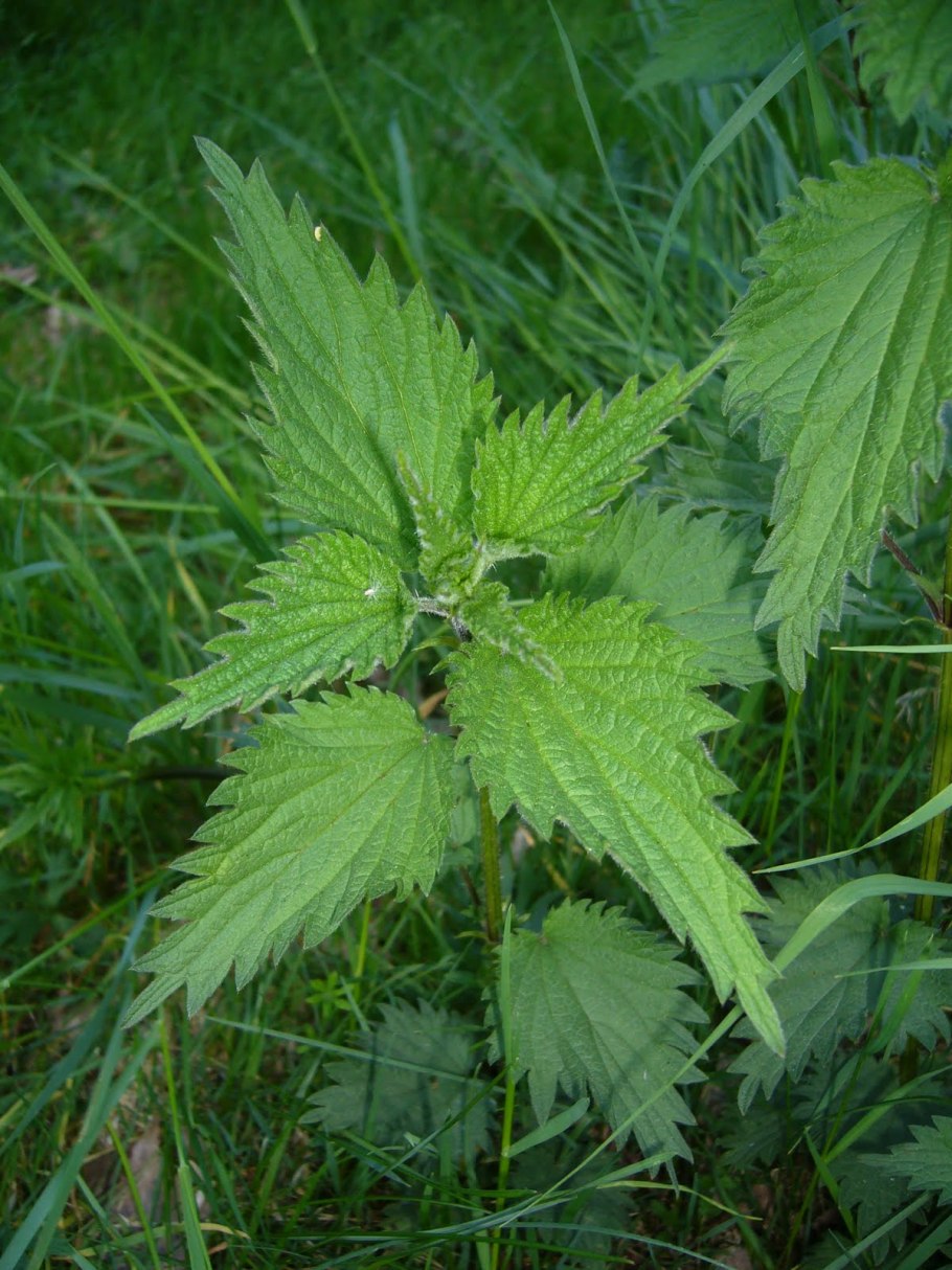 Дикая крапива