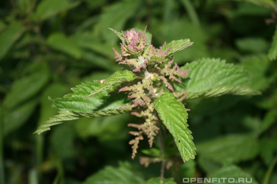 Крапива Сибирская