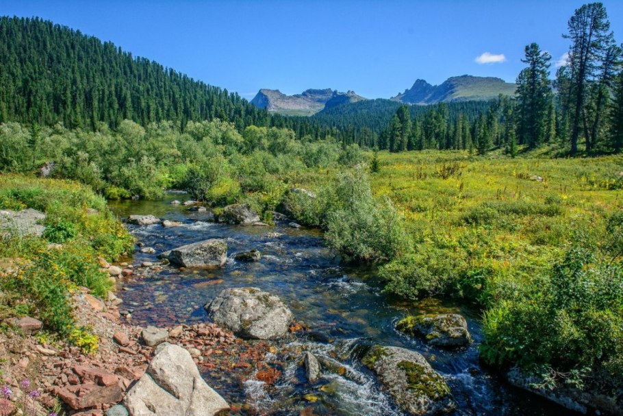 Тайга (хвойные леса) в Питере