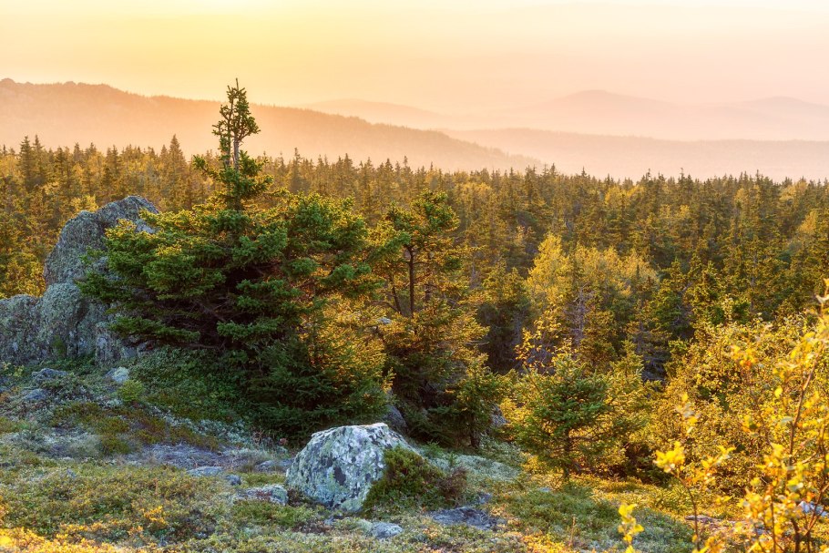 Светлохвойная Тайга Америки