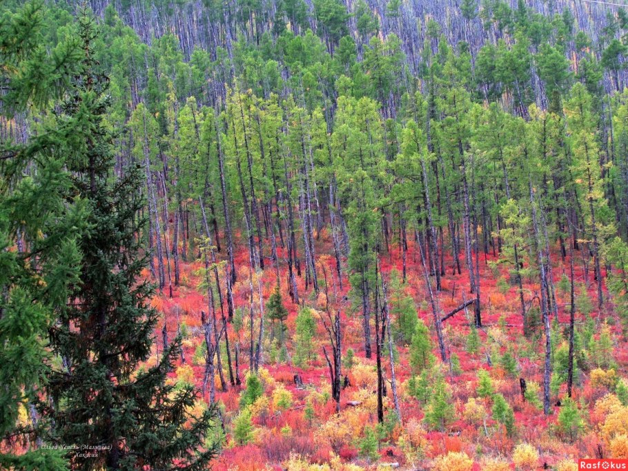 Тайга азиатской части России