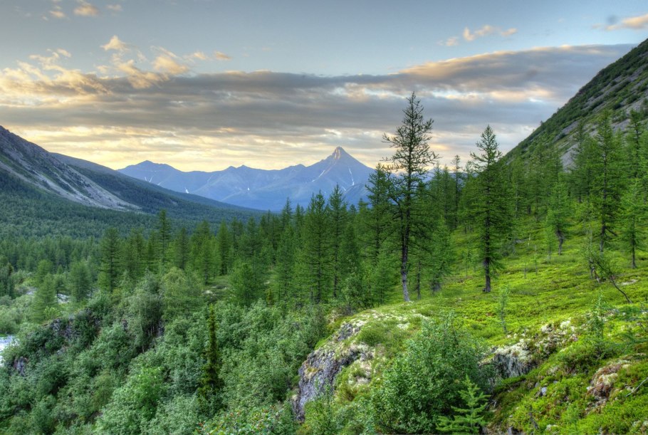 Верхоянская Тайга