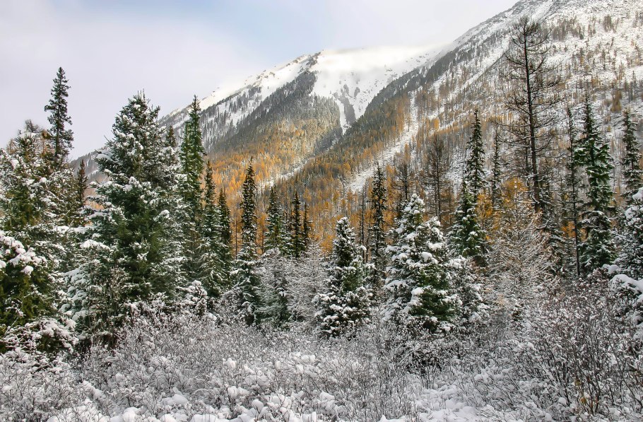 Тайга саяны