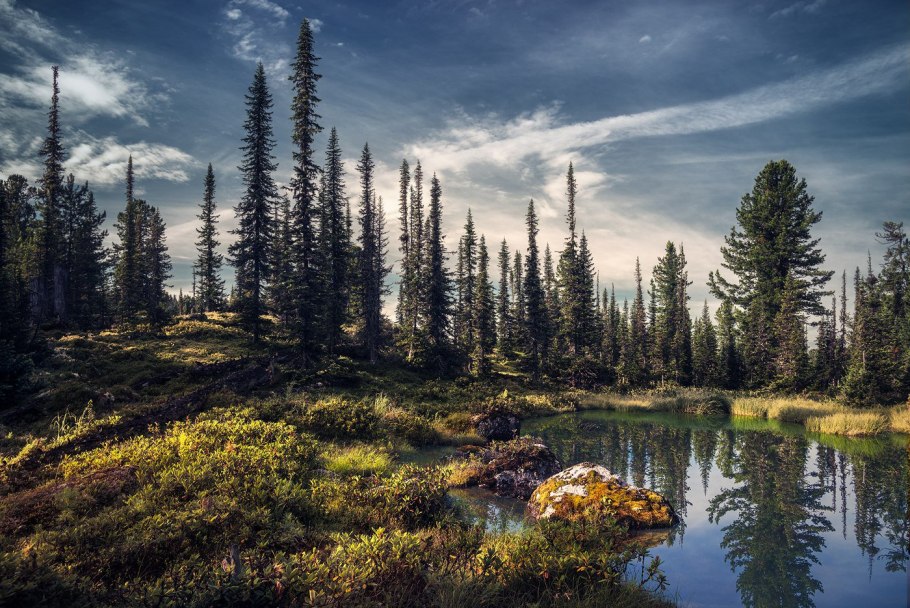 Кедр темнохвойная Тайга