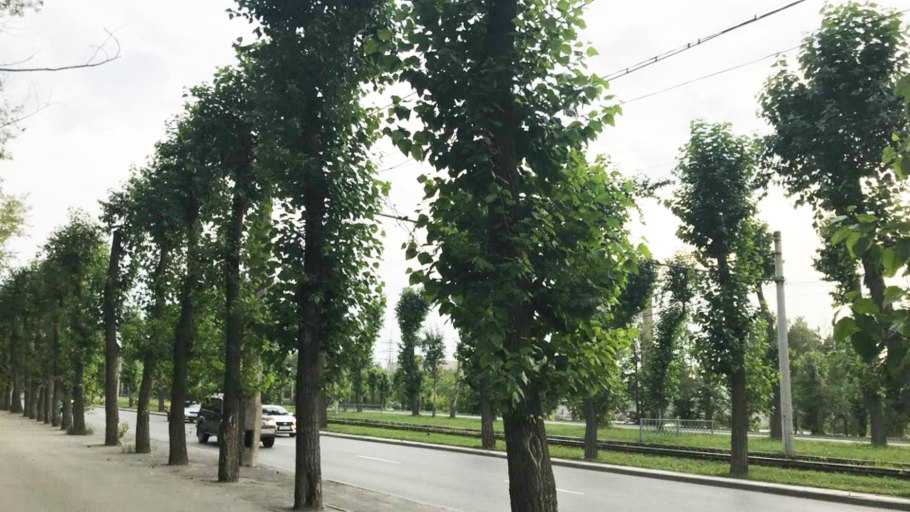 Тополь пирамидальный Екатеринбург
