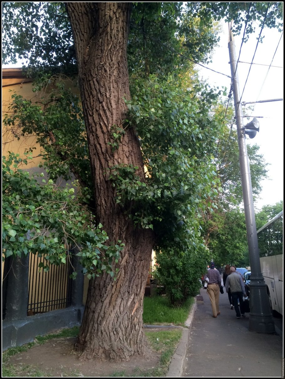 Тополь в Москве