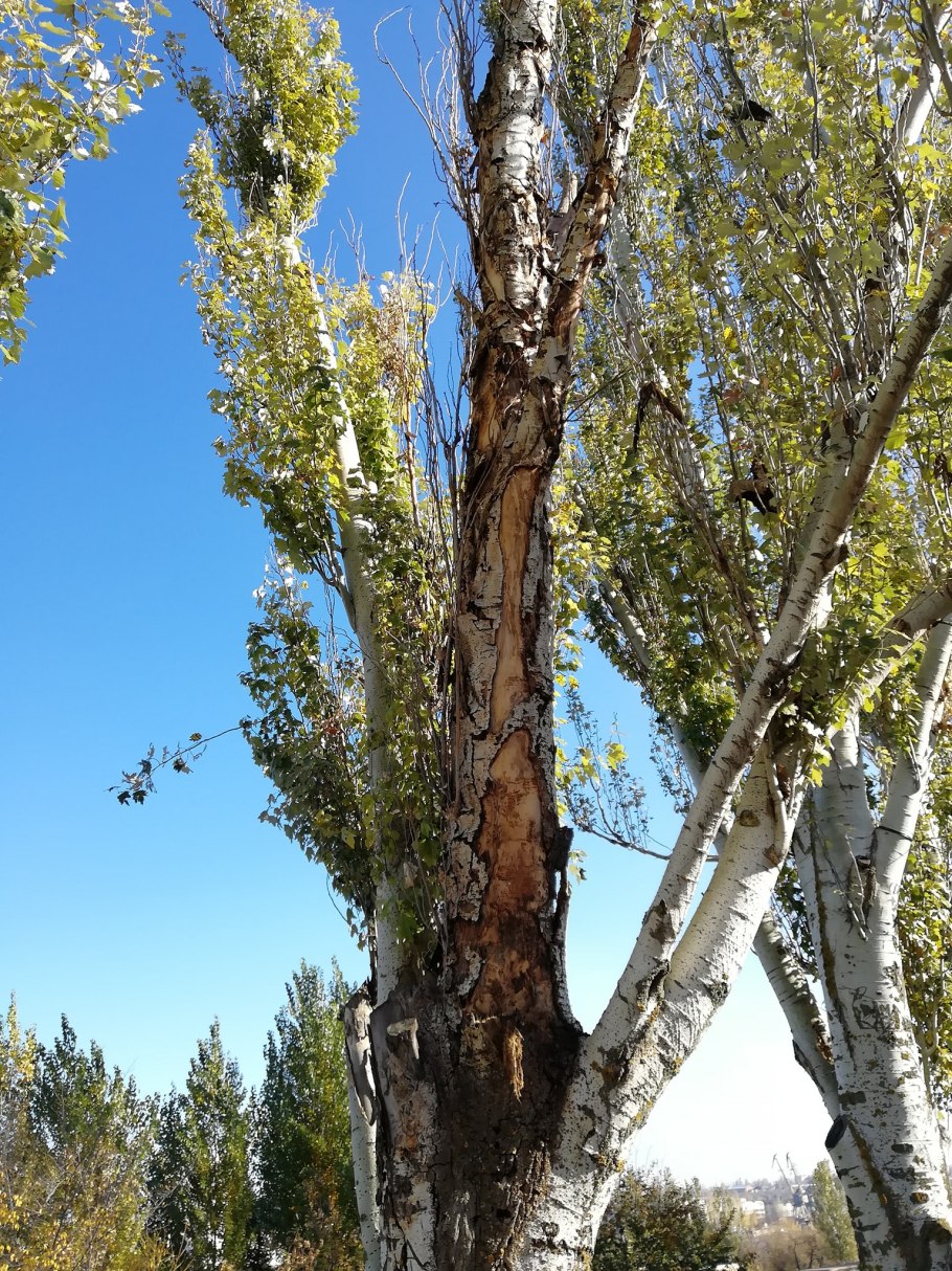 Тополь в Москве