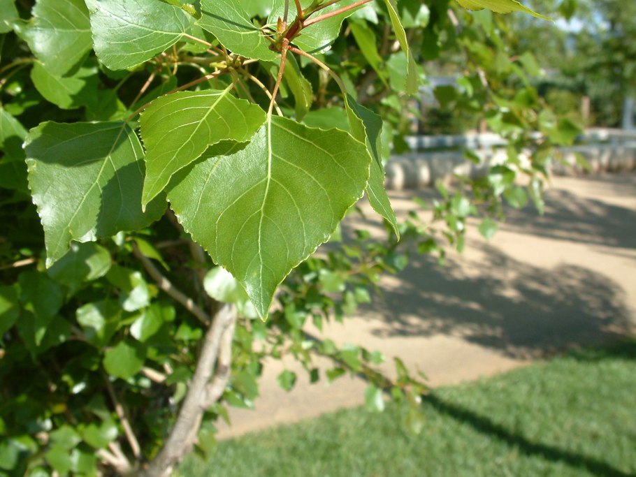 Тополь Болле Populus bolleana