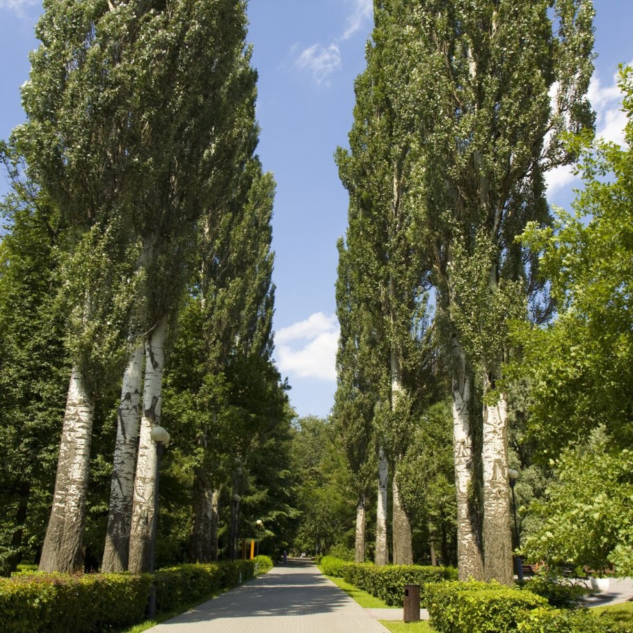 Тополь Московский дерево