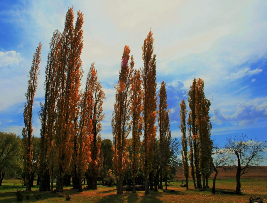 Тополь Московский дерево